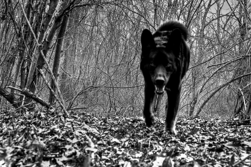 blackdog.png